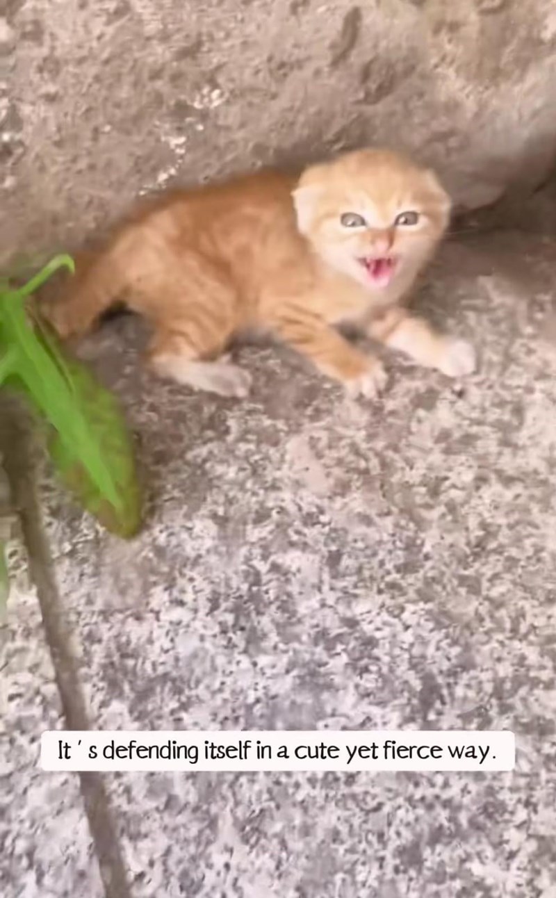 It's defending itself in a cute yet fierce way.