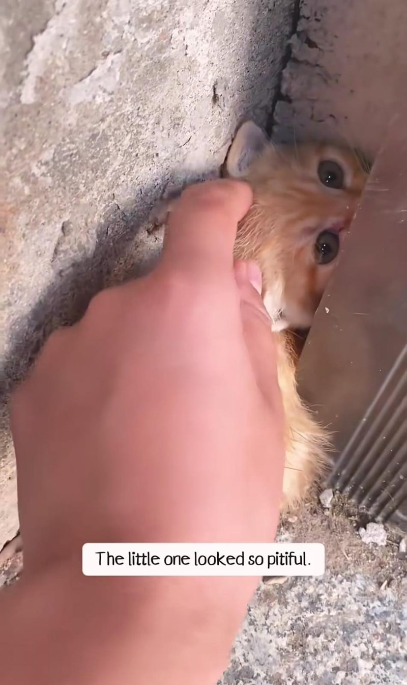 The little one looked so pitiful.