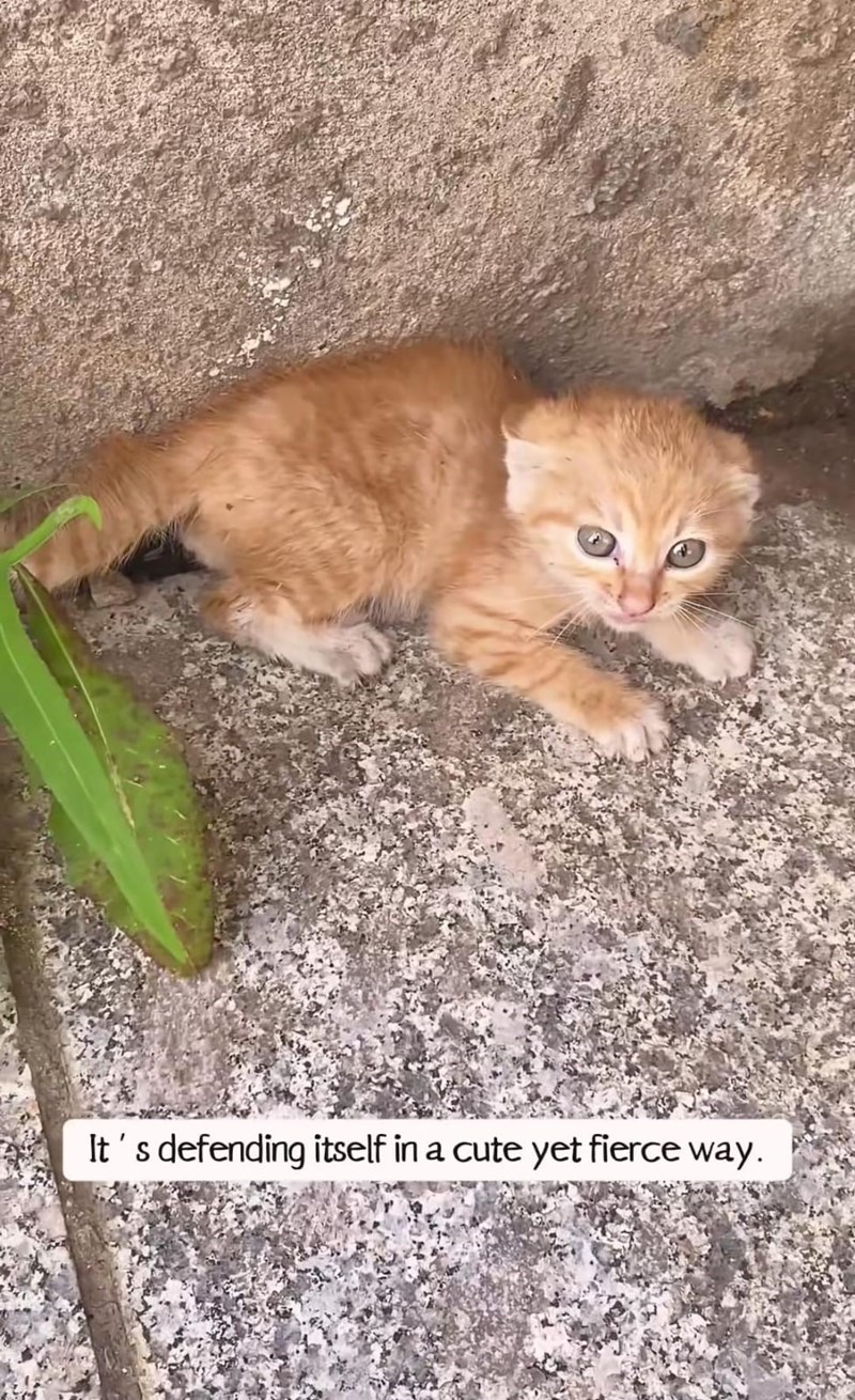 It's defending itself in a cute yet fierce way.