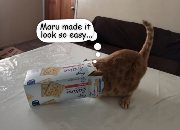 NIVEL 03 Maru made it look so easy... HOW HAVEN TRIN Saltine B PMBLIC Choorte Saltine любо Saltine