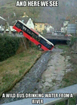 AND HERE WE SEE A WILD BUS DRINKING WATER FROM A RIVER