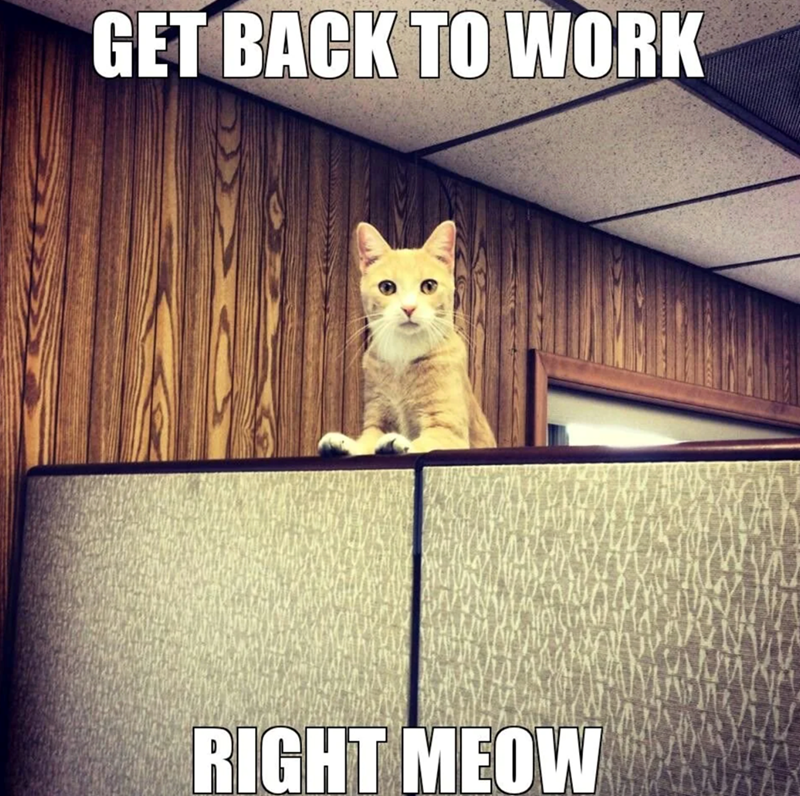 GET BACK TO WORK RIGHT MEOW