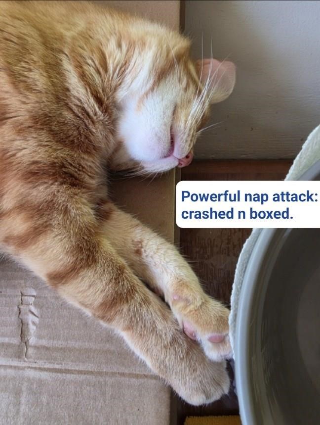 Powerful nap attack: crashed n boxed.