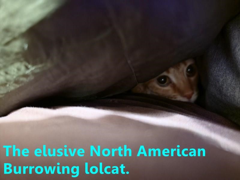 The elusive North American Burrowing lolcat.