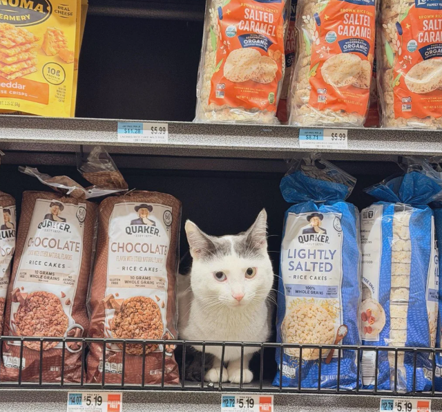 MA AMERY REAL CHEESE eddar SE CRISPS 10g Į PONG BÍÐA GENT SALTED CARAMEL SA ROWN RICE SALTE CARAME FAMILY BROWN RICH SALT CARA ORGAN AR ORGANIC $11.28 $5.00 $5.99 CECARE WILD ICE $8.71 $5.99 UK QUAKER CHOCOLATE SCHER NATURAL PLANORS C RICE CAKES- 10 GRAMS WHOLE GRAINS LA QUAKER CHOCOLATE FLAVOR WITH OTHER NATURAL PLACE TEN RICE CAKES 10 GRAMS WHOLE GRAINS QUAKER LIGHTLY SALTED RICE CAKES 100% WHOLE GRAINS 14.07 $5.19 NATWESSCO 2.72 $5.19 12.78 $5.19 FREE