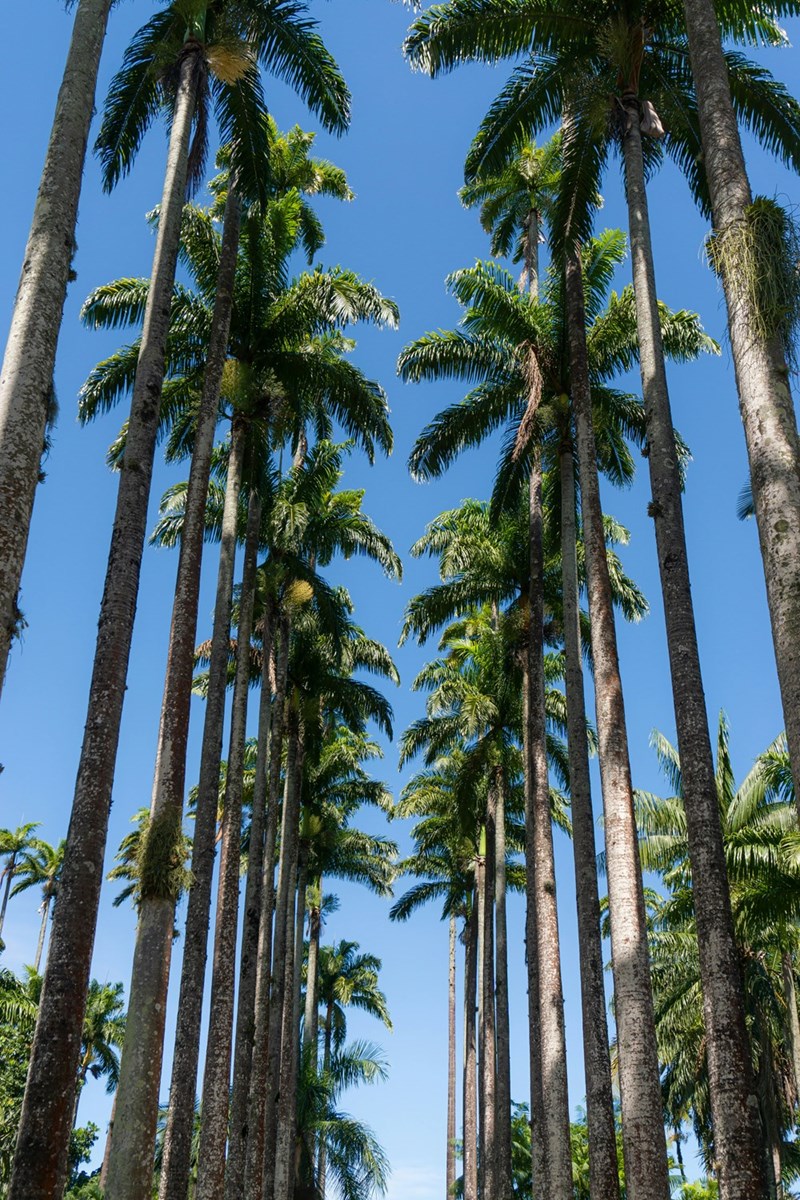 Coconut trees along a nice street.