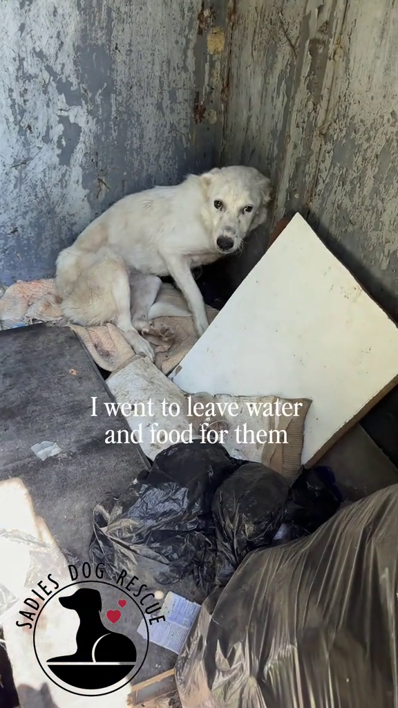 SADIES I went to leave water and food for them DOG RESCUE
