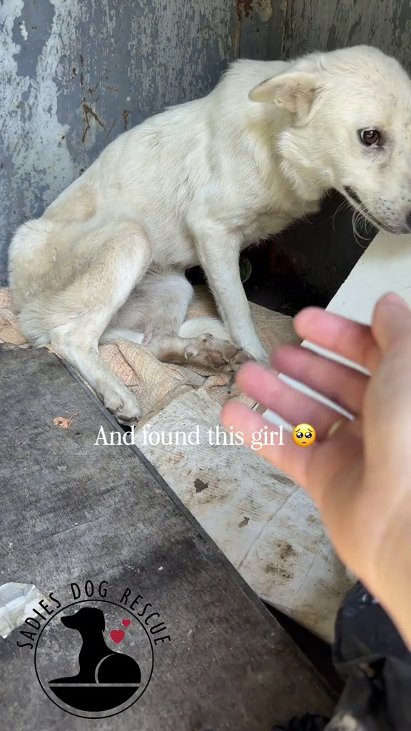 SADIES And found this girl DOG RESCUE