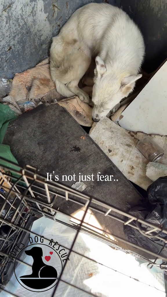 It's not just fear.. DOG RESCU
