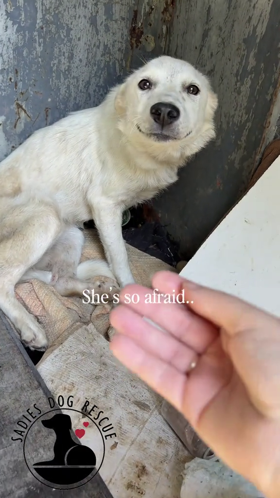 SADIES DOG She's so afraid.. RESCUE