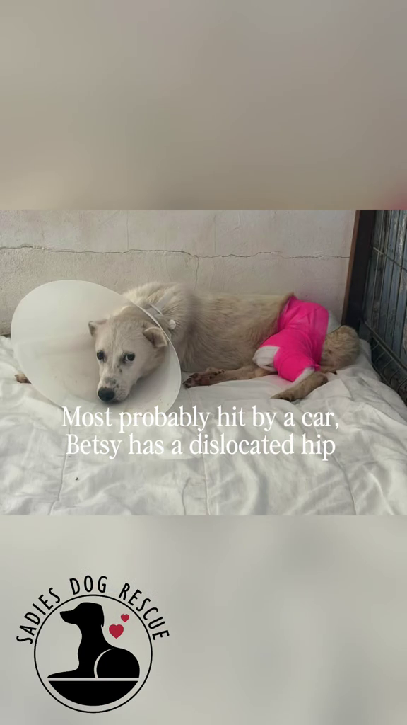 SADIES Most probably hit by a car, Betsy has a dislocated hip DOG RESCUE