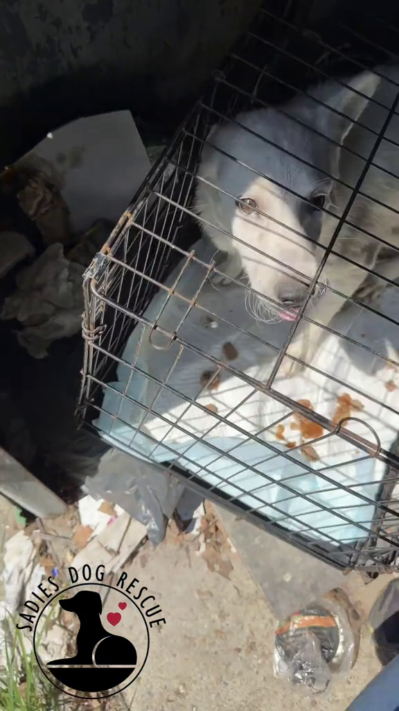 SADIES DOG RESCUE