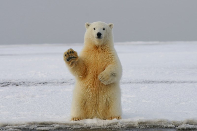 Being a bear removal expert sounds like a pretty neat job.
