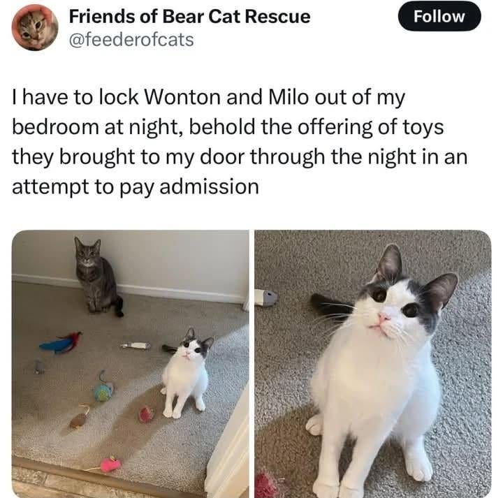 Friends of Bear Cat Rescue @feederofcats Follow I have to lock Wonton and Milo out of my bedroom at night, behold the offering of toys they brought to my door through the night in an attempt to pay admission