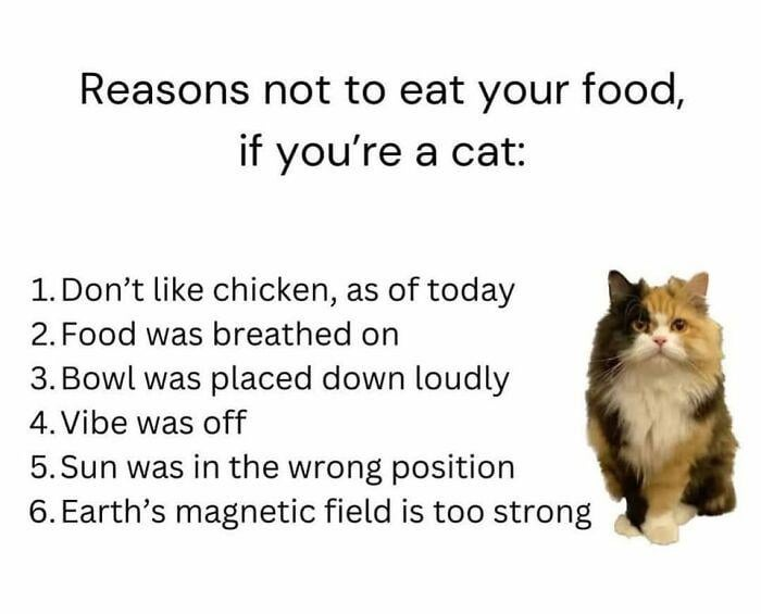 Reasons not to eat your food, if you're a cat: 1. Don't like chicken, as of today 2. Food was breathed on 3. Bowl was placed down loudly 4. Vibe was off 5. Sun was in the wrong position 6. Earth's magnetic field is too strong