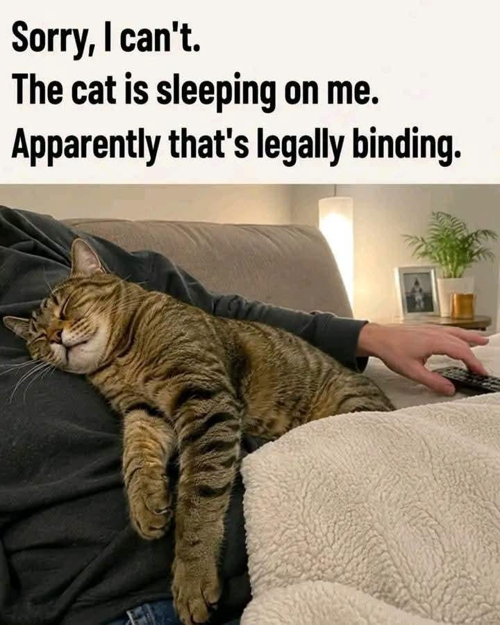 Sorry, I can't. The cat is sleeping on me. Apparently that's legally binding.