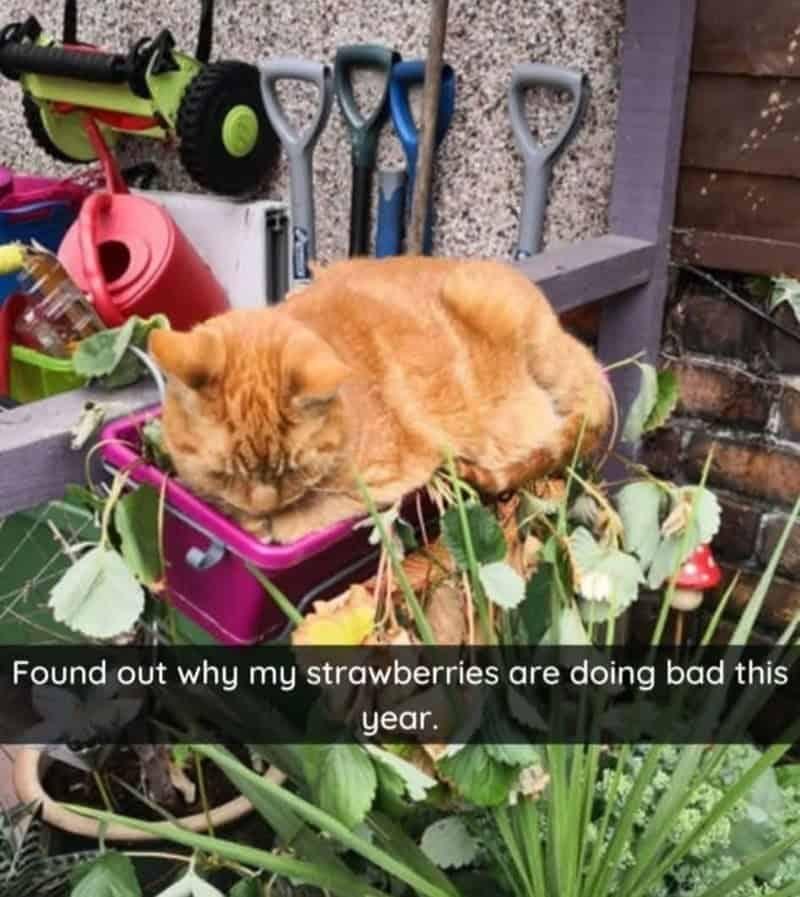 Found out why my strawberries are doing bad this year.