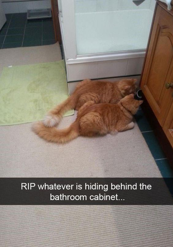 RIP whatever is hiding behind the bathroom cabinet...