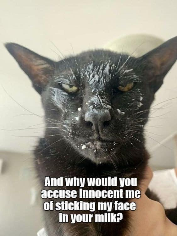 And why would you accuse innocent me of sticking my face in your milk?