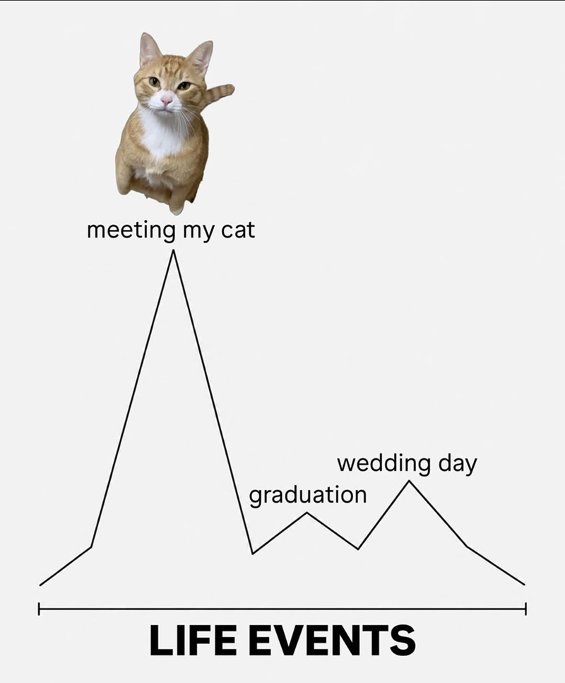 meeting my cat wedding day graduation LIFE EVENTS