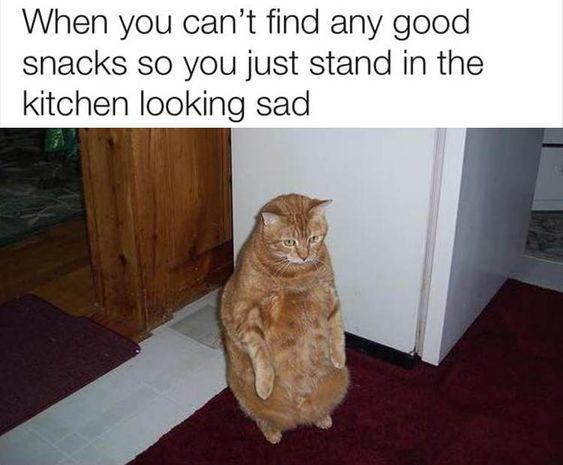 When you can't find any good snacks so you just stand in the kitchen looking sad
