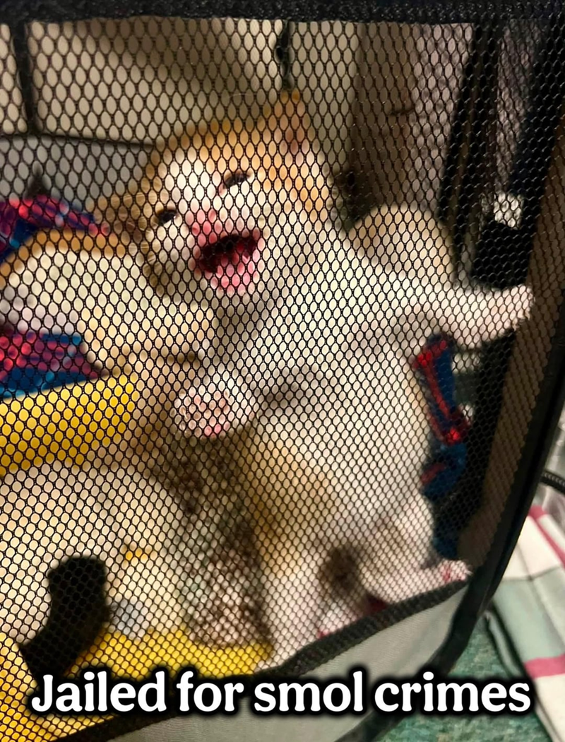 Jailed for smol crimes