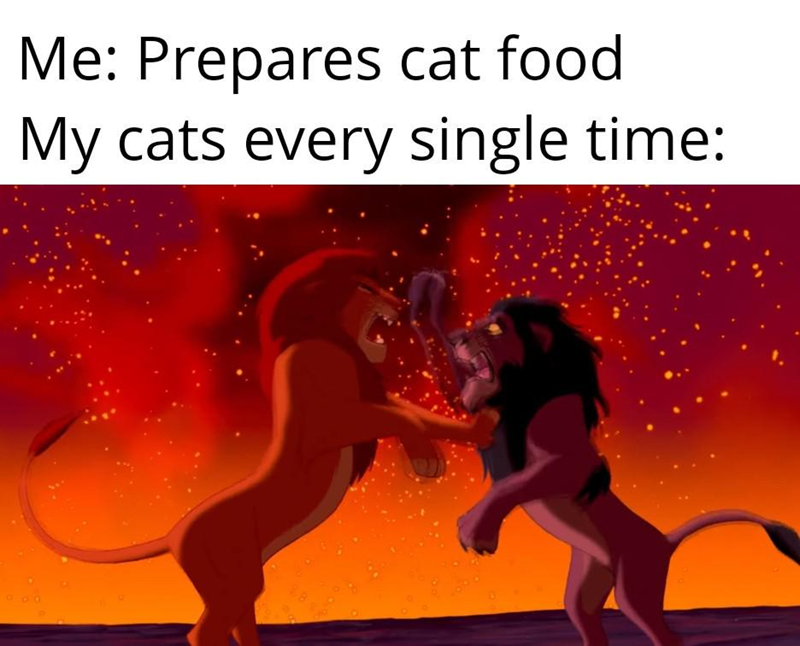 Me: Prepares cat food My cats every single time: