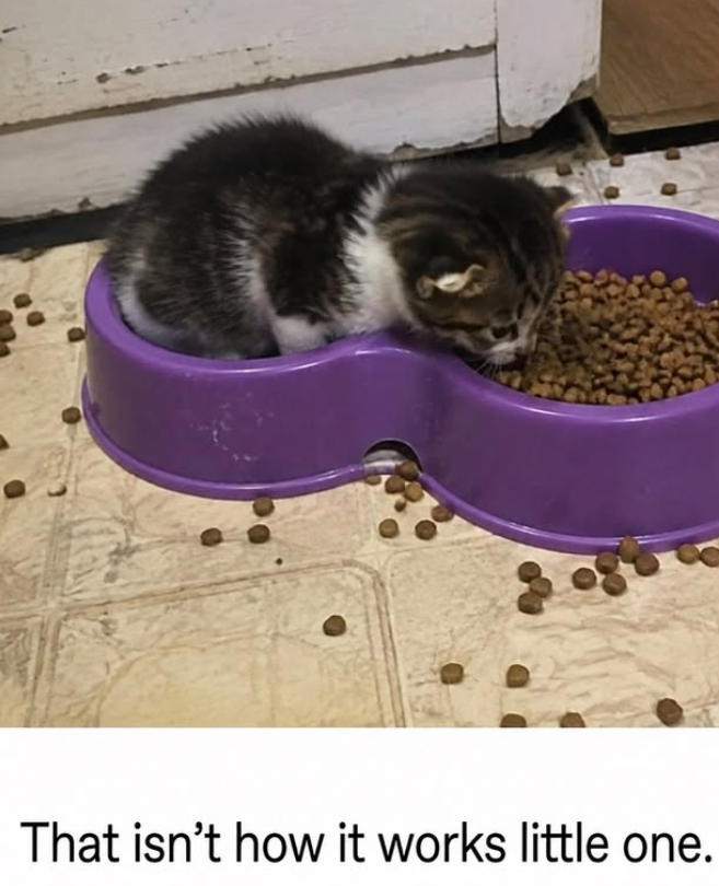 That isn't how it works little one.