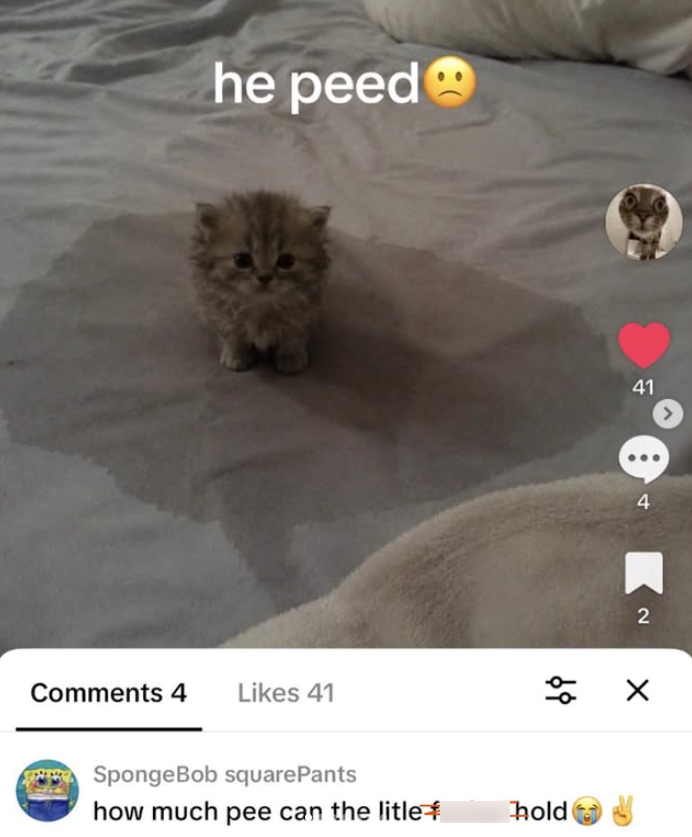 he peed Comments 4 Likes 41 응 ول SpongeBob squarePants how much pee can the litle hold 41 4 2