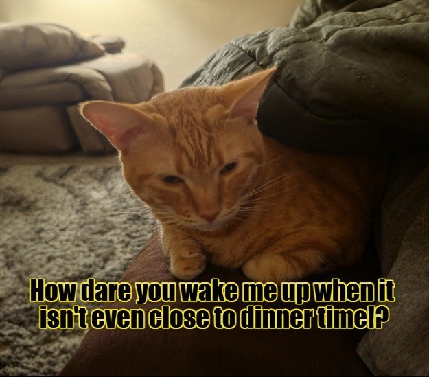How dare you wake me up when it isn't even close to dinner time!?