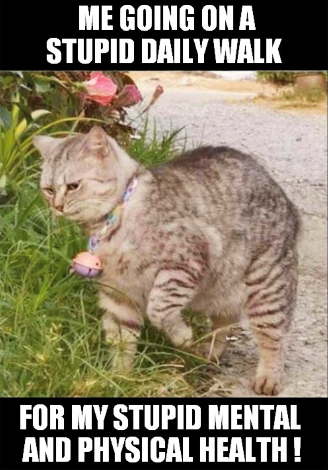 ME GOING ON A STUPID DAILY WALK FOR MY STUPID MENTAL AND PHYSICAL HEALTH!
