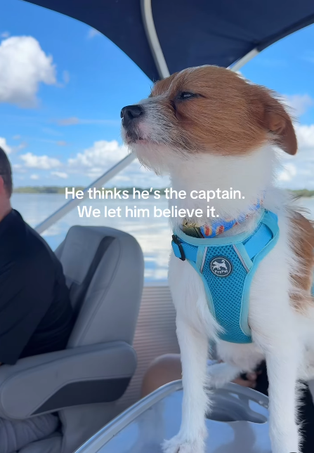 He thinks he's the captain. We let him believe it. PayPal