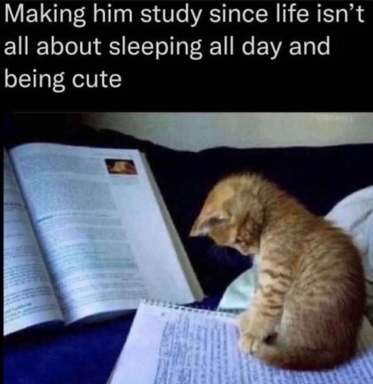 Making him study since life isn't all about sleeping all day and being cute