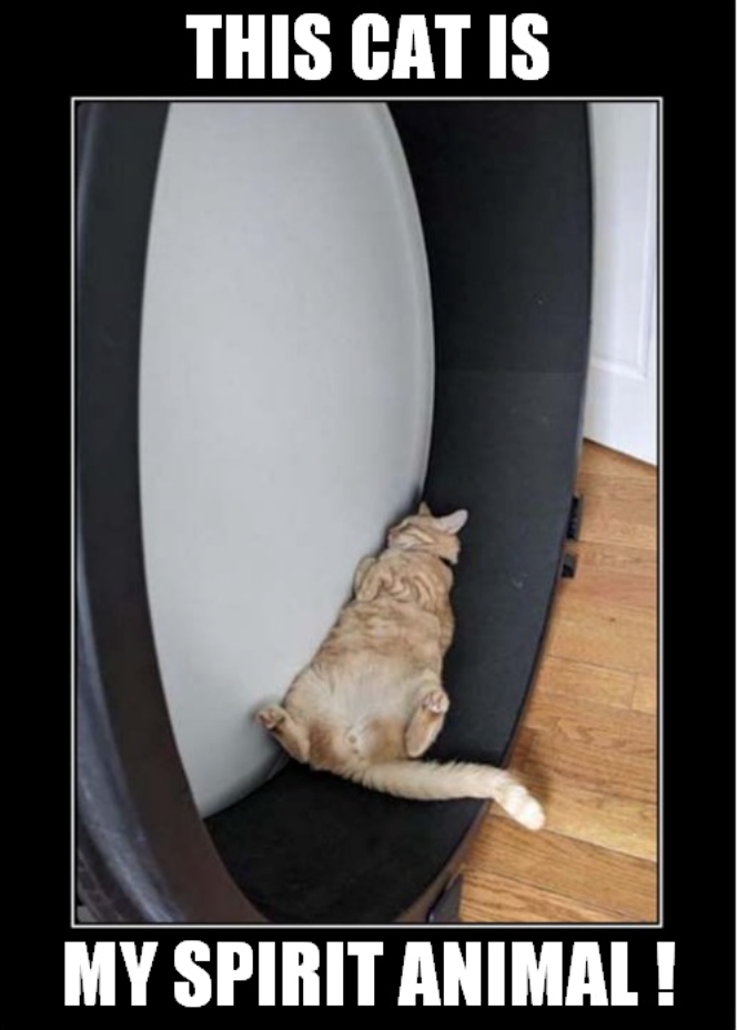 THIS CAT IS MY SPIRIT ANIMAL !