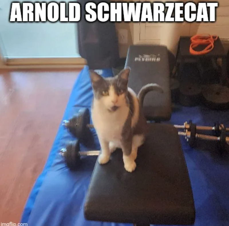 ARNOLD SCHWARZECAT imaflip.com FEYBIRD