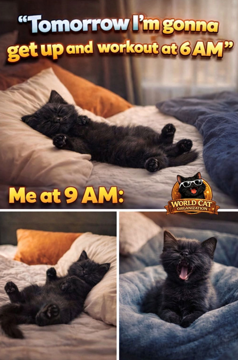 "Tomorrow I'm gonna get up and workout at 6 AM Me at 9 AM: WORLD CAT ORGANIZATION