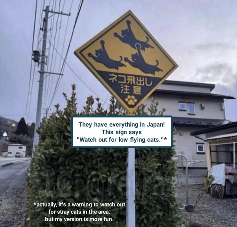 ネコ飛出し 注意 They have everything in Japan! This sign says "Watch out for low flying cats."* *actually, it's a warning to watch out for stray cats in the area, but my version is more fun.