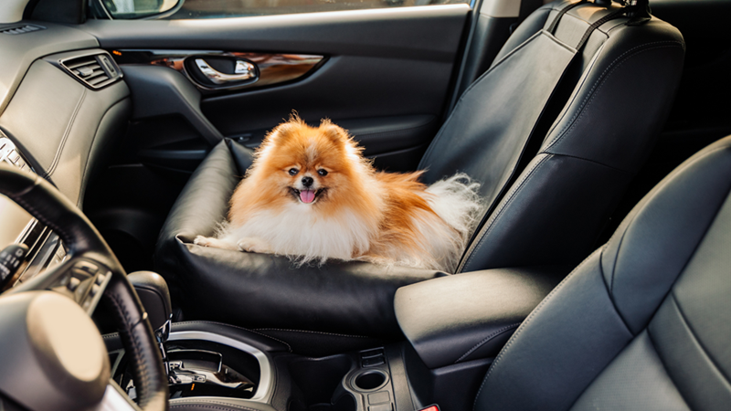 small Pomeranian dog sitting alone in the passenger seat of a car