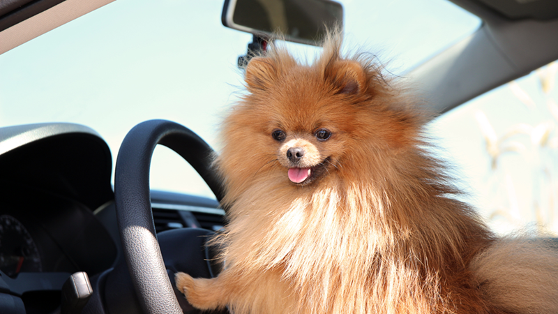 Small Pomeranian dog leaning against a steering wheel inside a car.