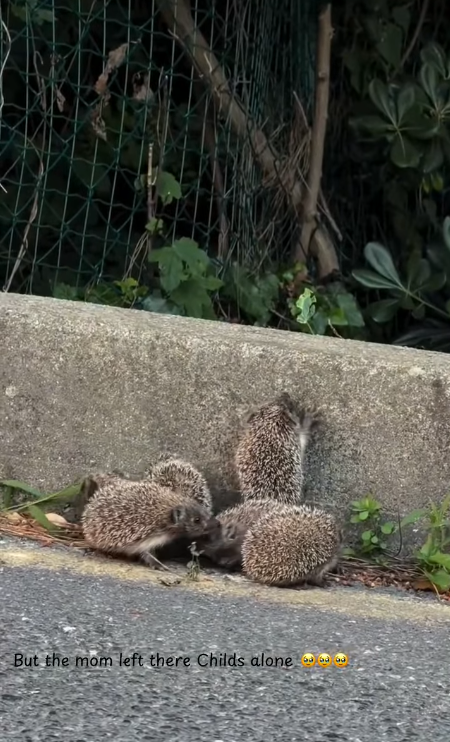 But the mom left there Childs alone સને મને બો