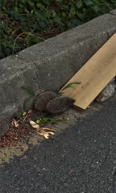 Cheezburger Image 10658806784