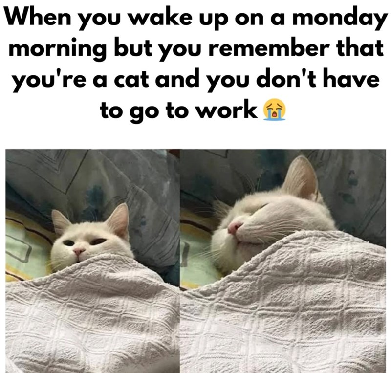 When you wake up on a monday morning but you remember that you're a cat and you don't have to go to work