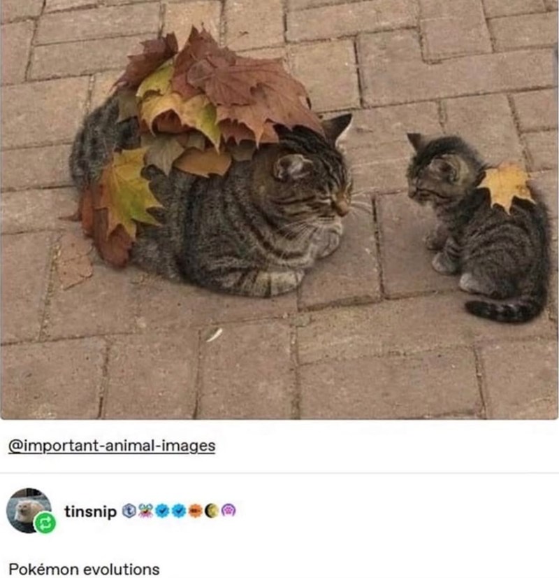 @important-animal-images tinsnip ***** Pokémon evolutions