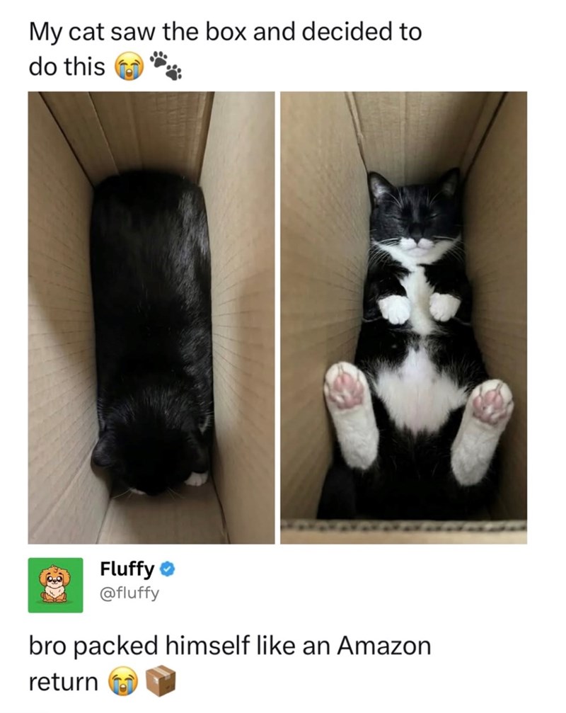 My cat saw the box and decided to do this Fluffy @fluffy bro packed himself like an Amazon return