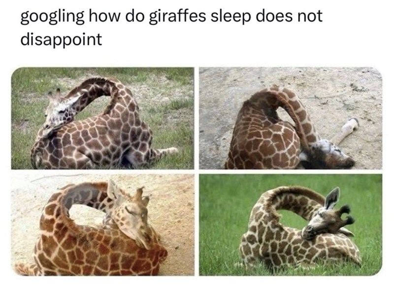 googling how do giraffes sleep does not disappoint