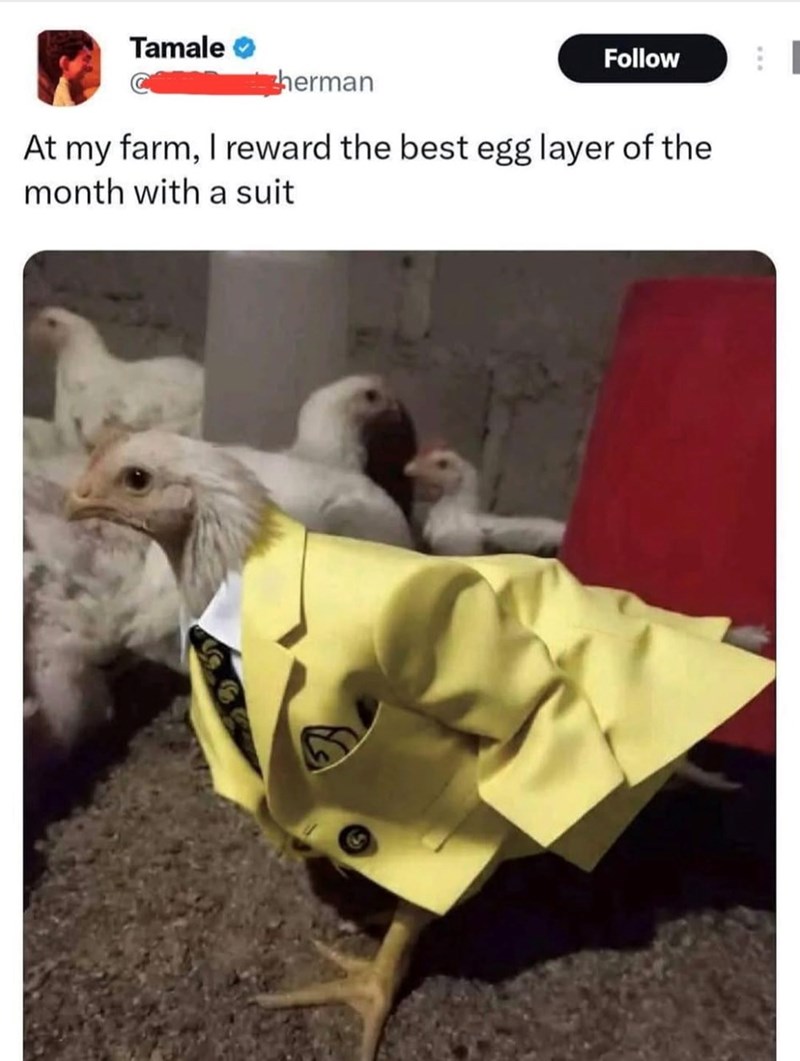 Tamale herman Follow At my farm, I reward the best egg layer of the month with a suit
