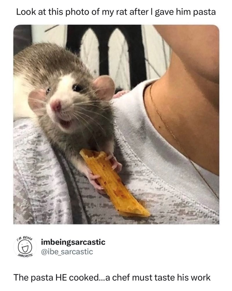 Look at this photo of my rat after I gave him pasta I'M BEING SARCASTIC imbeingsarcastic @ibe_sarcastic The pasta HE cooked...a chef must taste his work