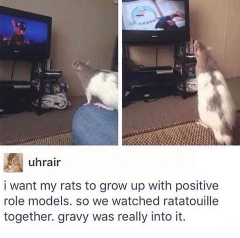 uhrair i want my rats to grow up with positive role models. so we watched ratatouille together. gravy was really into it.