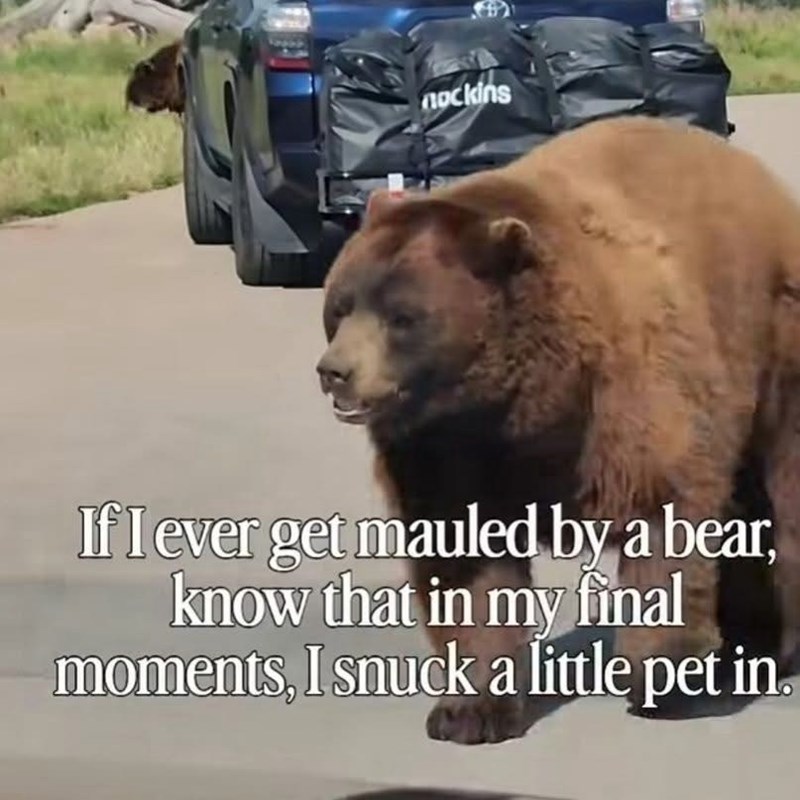 nockins If I ever get mauled by a bear, know that in my final moments, I snuck a little pet in.
