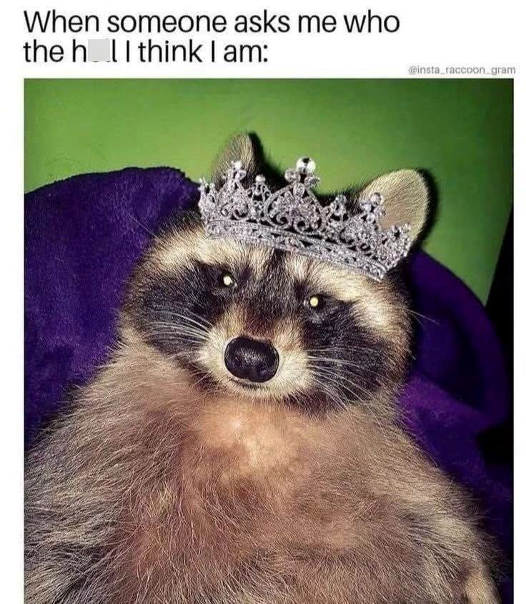 When someone asks me who the h I think I am: @insta_raccoon_gram